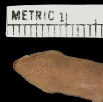 Media type: image;   Herpetology R-20145